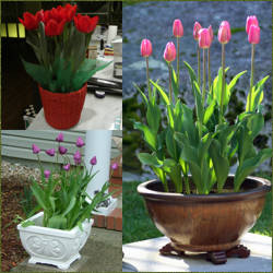 Macetas de tulipanes: para todo tipo de ambientes
