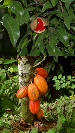 Plantas frutales tropicales: para distintos usos